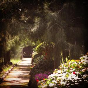 a garden path with flowers and a palm tree at Lillypond Camp in Elmenteita