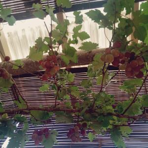 Ein Garten an der Unterkunft The Bloomy House