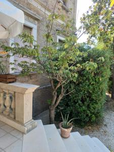 a small tree sitting next to a stone bench at eli 's home in Vasto +4 photos