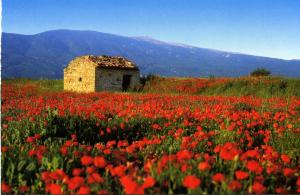 Maison de village de 98 m2 typiquement provençale في Pierrevert: مبنى حجري في حقل من الزهور الحمراء