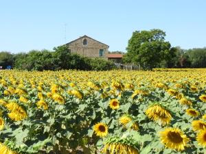 a field of sunflowers with a house in the background at La Casa di Stella in Porto SantʼElpidio +12 photos
