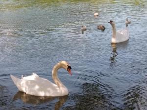 a group of white swans swimming in the water at Aalens schönste Aussicht in Aalen