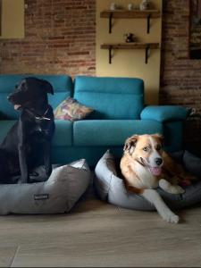 Haustiere von Gästen der Unterkunft Priorat Aparthotel