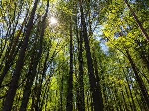 a forest with the sun shining through the trees at przy lesie in Białowieża