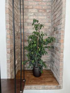 Kép Katie's Lemon Tree House szállásáról Vóloszban a galériában