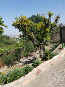 a tree in a garden next to a wall at A casa di Lilly in Andali