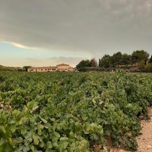 un campo de cultivos con un edificio en el fondo en HOTEL ENOTURISMO MAINETES, en Fuente Álamo