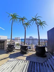 three palm trees in large pots on a roof at Namaste in Cape Town