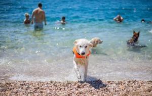 two dogs on a beach with people in the water at La Villa - Beach house & Rooms in Crikvenica