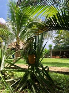 un ananas cultivé au sommet d’un palmier dans l'établissement Mana Kai Camping & Cabins, à San Ignacio