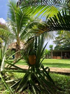 a pineapple growing on top of a palm tree at Mana Kai Camping & Cabins in San Ignacio