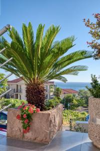 una palmera en una plantadora de hormigón con vistas al océano en Apartments Marija, en Sveti Stefan