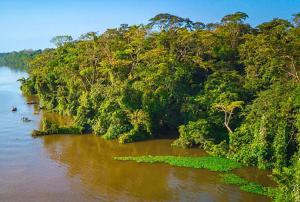 a river with a bunch of trees on the side at Casa Chilamates 2.0 in Tortuguero