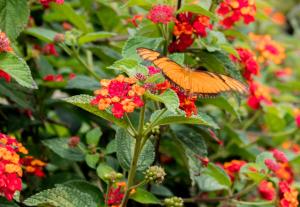 an orange butterfly is perched on a flower at Cabinas las Manzanas Bed y Breakfast in El Copey