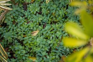 a close up of a plant with green leaves at Cabinas las Manzanas Bed y Breakfast in El Copey