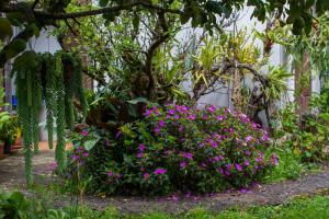 a bush with purple flowers in a garden at Cabinas las Manzanas Bed y Breakfast in El Copey