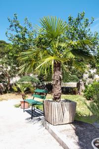 a palm tree in a pot next to a bench at Holiday house with WiFi Dol, Brac - 5674 in Postira