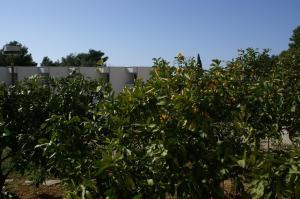 Zahrada ubytování Apartment Podgora 4332a