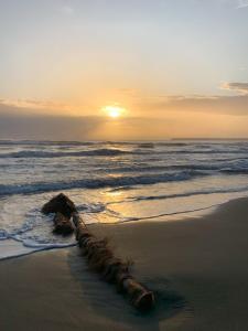 a dead tree laying on the beach near the ocean at Cabinas Tito in Cahuita