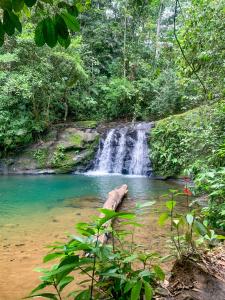 une cascade au milieu d'une rivière dans une forêt dans l'établissement Cabinas Tito, à Cahuita