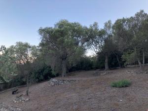 a group of trees and a field with a bird at Anna’s Olive Grove in Ammouliani