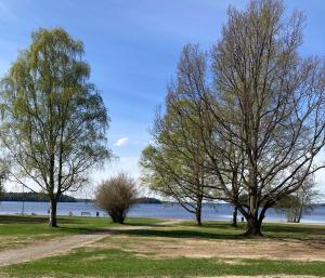 three trees in a field next to a body of water at Villa Pyhäjärvi in Tampere
