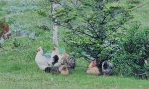 un grupo de pollos sentados en el césped en Tiny and cosy house in the countryside, en Hella
