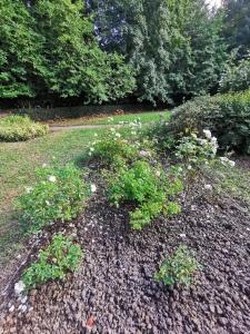 un ramo de flores en el suelo en un parque en Château de Launay Guen en Plémet