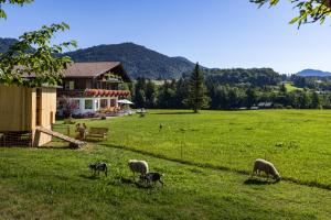 um grupo de ovinos pastando em um campo em frente a uma casa em Wassererlehen em Bischofswiesen