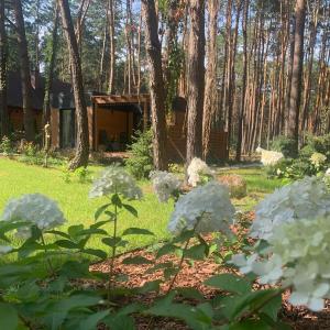 Photo de la galerie de l'établissement Uroczy mały domek na leśnej działce - Łosiówka, à Łosie 13 autres photos