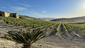 een palmboom in het midden van een veld bij Casale Manca - Luxury Country House - The quiet with a sea view in Licata