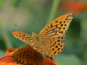 a butterfly sitting on top of a flower at Source Nature in Le Mas-dʼAzil