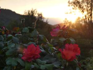 a bush of red flowers with the sunset in the background at Source Nature in Le Mas-dʼAzil