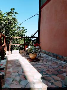 a patio with a plant in a pot next to a wall at A casa di Lilly in Andali