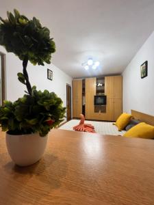 a room with a table with a potted plant on it at Miha modern and central apartament Malul Mureșului in Arad