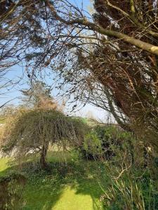 a tree in the middle of a field at Eden House 1-bedroom, horses welcome. in Whitland