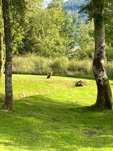a deer laying in the grass next to two trees at Cherry tree Lodge in Dunoon
