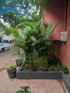 Foto dalla galleria di Cosmos @ Greenspace a Siolim
