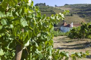 a field of grapes with a house in the background at Casa de Cambres in Lamego
