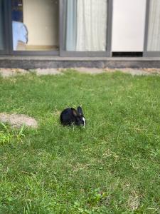 Domácí mazlíčci ubytovaní s hosty v ubytování LiLy Apartment