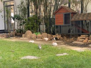 un gruppo di animali seduti sull'erba in un cortile di LiLy Apartment a Nha Trang
