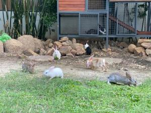 een groep konijnen in het gras bij LiLy Apartment in Nha Trang
