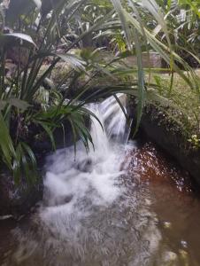a small waterfall in a garden with plants at La Cabaña Eco Hotel in Suaita