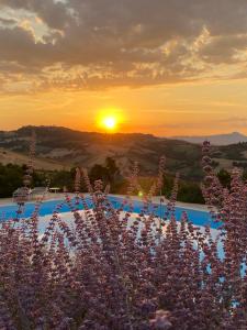 a sunset over a pool with purple flowers at Il Picchio Verde in SantʼAngelo in Pontano