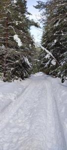 a snow covered road with trees on either side at Guest House Edelweiss in Govedartsi
