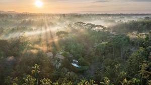 uma floresta enevoada com o sol brilhando através das árvores em The Kayon Resort em Ubud