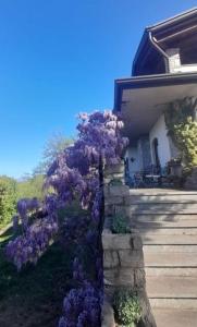 un arbusto de flores púrpuras al lado de una casa en Al Picchio Verde A.P.S., en Cunardo