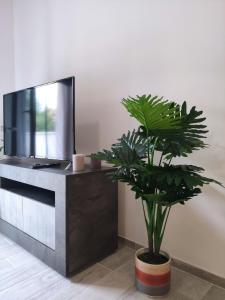 a plant in a pot in front of a tv at Silver Apartment in Arezzo