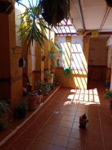 um gato sentado no meio de uma sala com vasos de plantas em Cerca de Sevilla Bosque Suspendido Ideal Familia em Bollullos de la Mitación