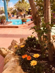 a flower garden in front of a swimming pool at Casa Verde in Teguise